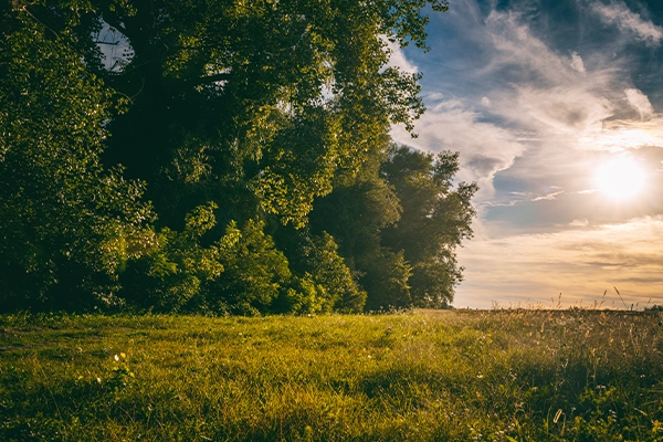 green field on the edge of a forest
