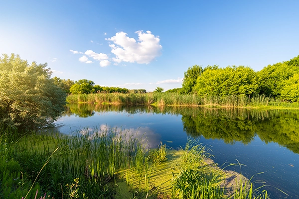 calm pond in a green forest