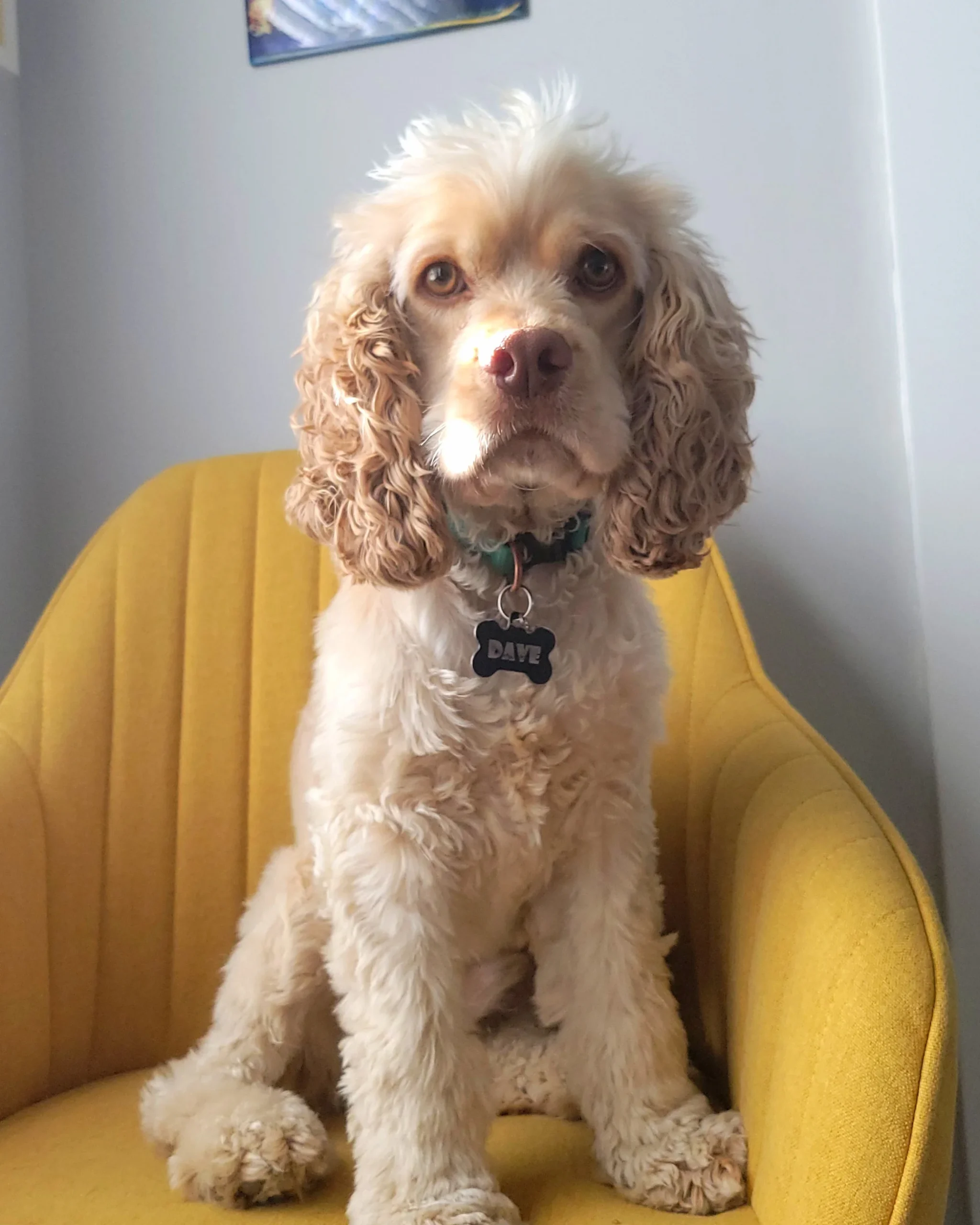 portrait of a tan cocker spaniel